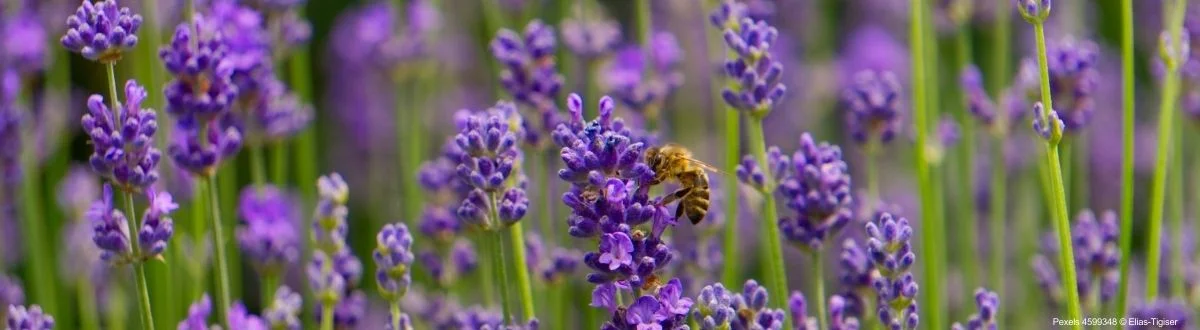 Abelha Lavanda