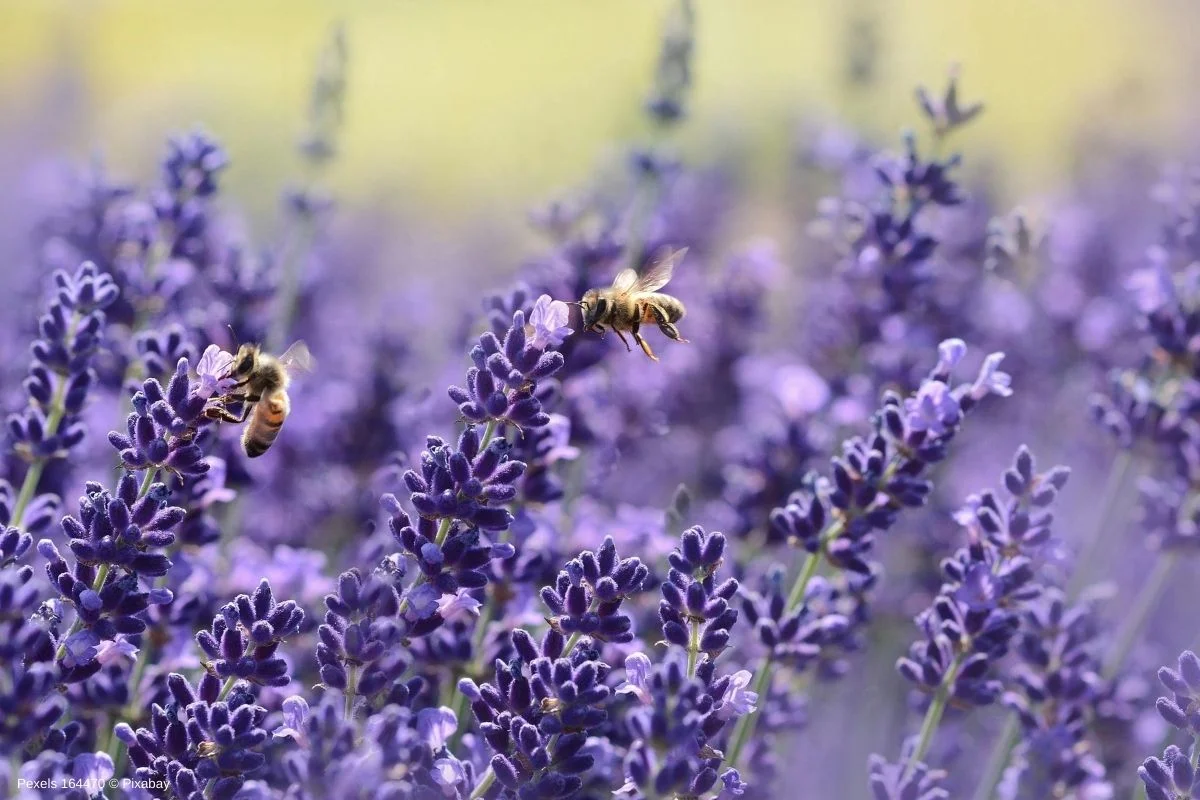 Benefícios da Lavanda