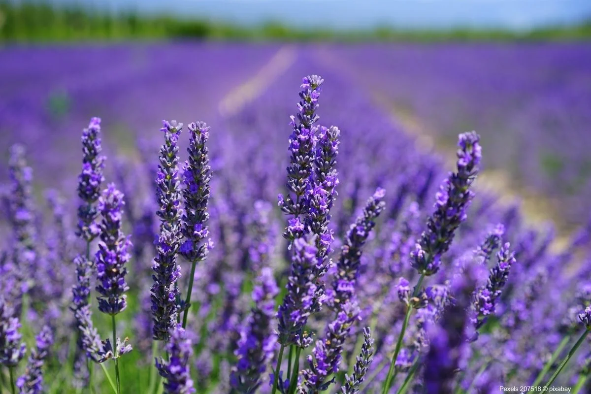 Cultivo Lavanda