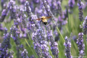 Lavanda Jardim