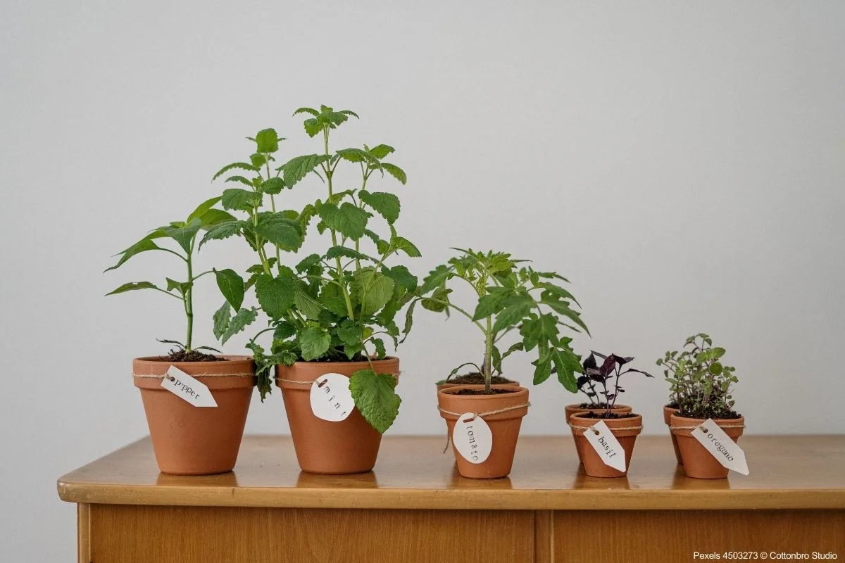 Verduras Espaços Pequenos