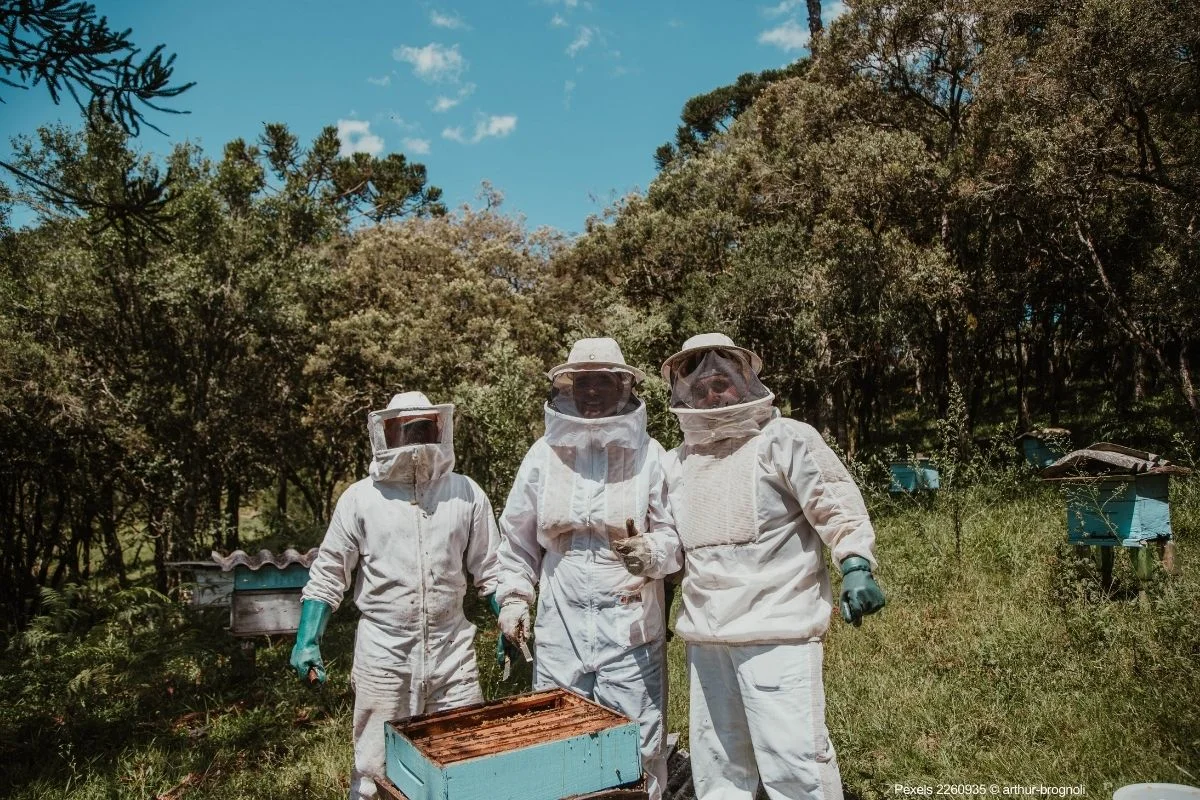 Educação e Treinamento de Apicultores