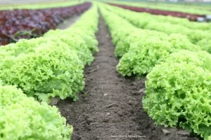 Potencial das Verduras