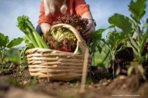 Verduras de Crescimento Rápido