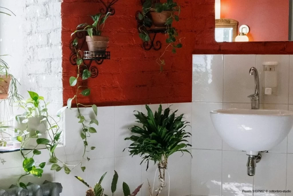 12 plantas banheiro absorvem umidade