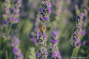 Mel de Lavanda