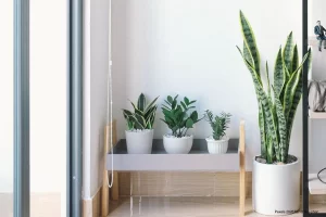 Plantas Quarto