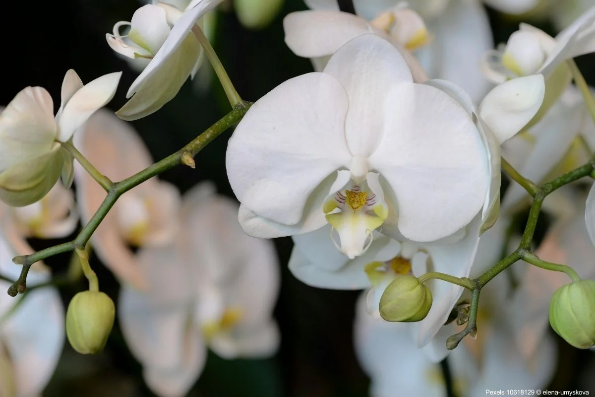 Orquideas Substratos e Cuidados