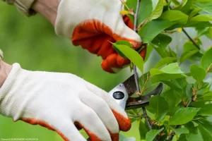 Poda das Frutíferas