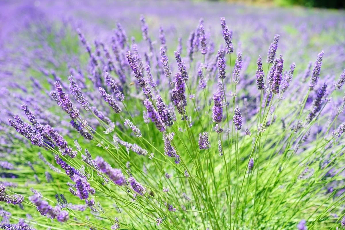 Como Podar a Lavanda