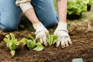 Horta para Iniciantes