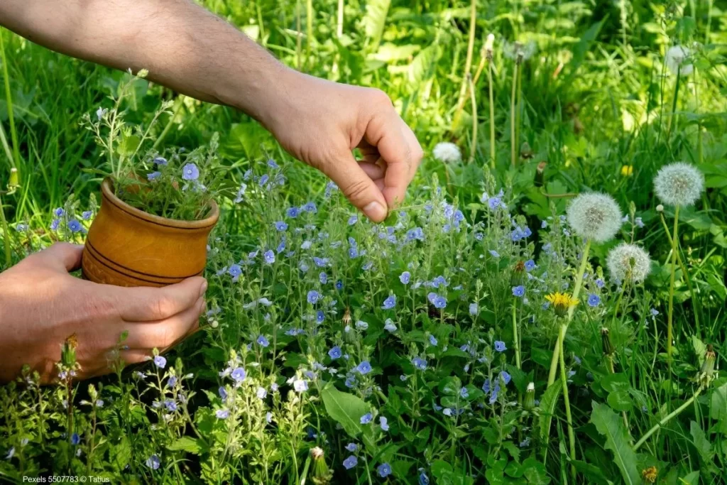 Horta de Plantas Medicinais