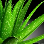 Aloe Vera - Perguntas e Respostas