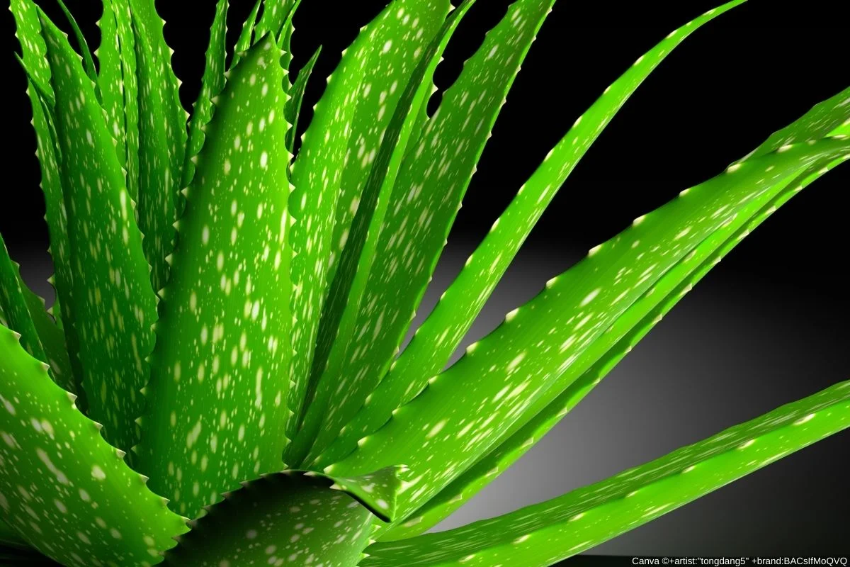 Aloe Vera - Perguntas e Respostas